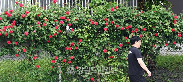 ▲ 강릉과 원주의 낮 최고기온이 30도를 웃도는 등 강원 대부분 지역이 초여름 날씨를 보인 20일 춘천의 한 아파트 담장에 장미가 붉게 피어있다. 방도겸 기자