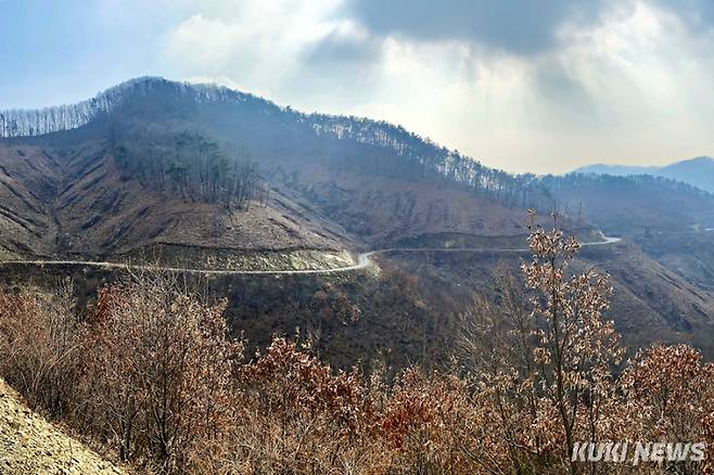 충북 영동군에 조성한 임도. 사진=이재형 기자
