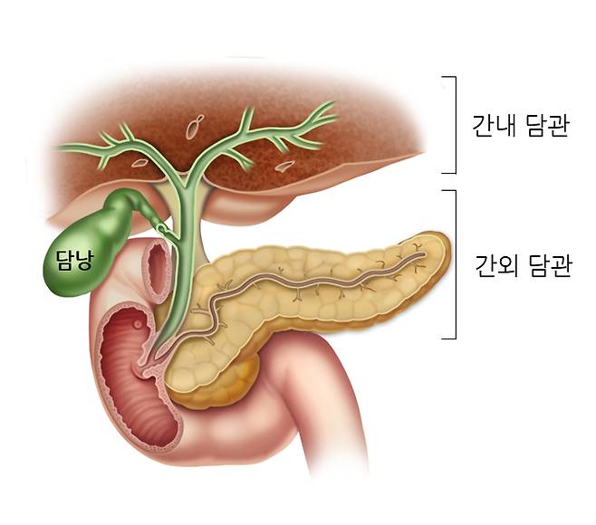 간내 담관, 간외 담관의 위치. /자료=서울아산병원