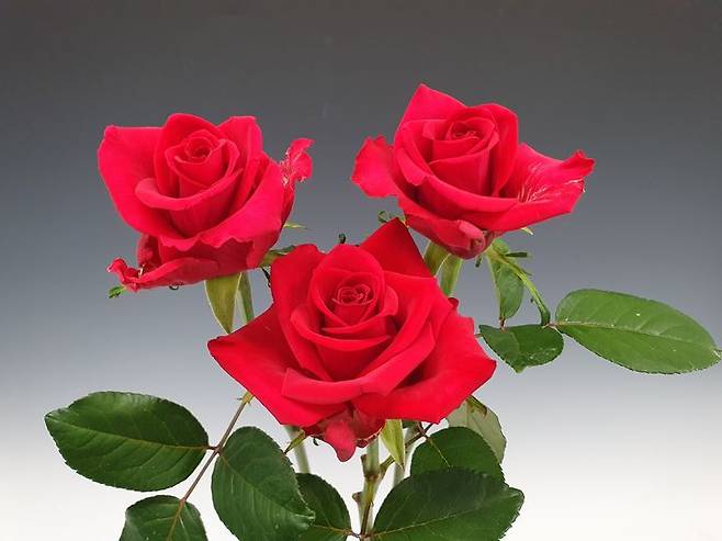 [세종=뉴시스] 농촌진흥청은 오는 21일부터 28일까지(주말 제외) 전북 완주군 국립원예특작과학원 장미 육종 온실에서 '국산 장미 계통 평가회'를 개최한다고 20일 밝혔다. 사진은 장미 품종 '루비레드' (사진=농진청 제공) 2025.05.20. photo@newsis.com *재판매 및 DB 금지