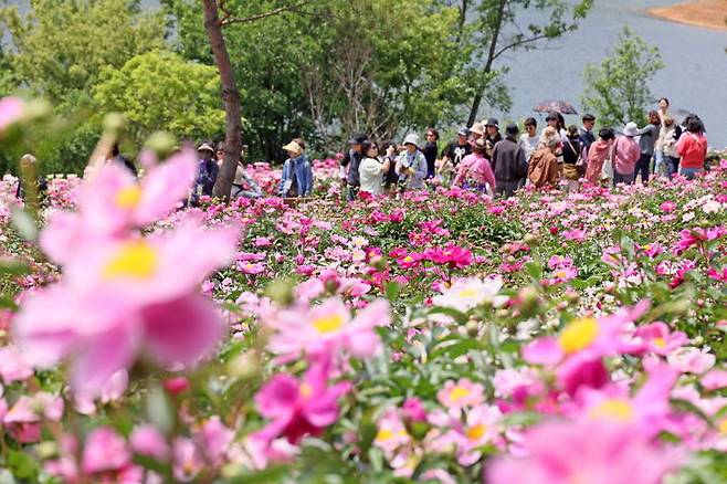 [임실=뉴시스] 작약 꽃이 만개한 지난 15·16일 주말 옥정호 붕어섬생태공원에 많은 상춘객들이 봄꽃의 향연을 만끽하고 있다. *재판매 및 DB 금지