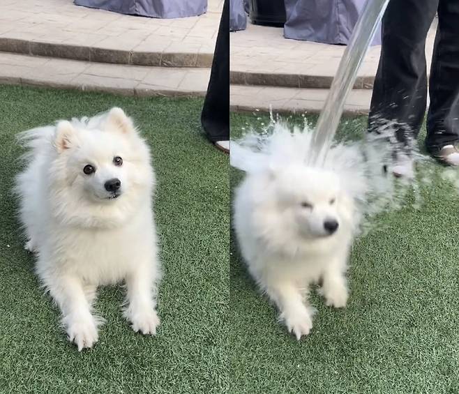 견주가 자신의 반려견에게 얼음물을 붓는 모습 [틱톡 캡처]
