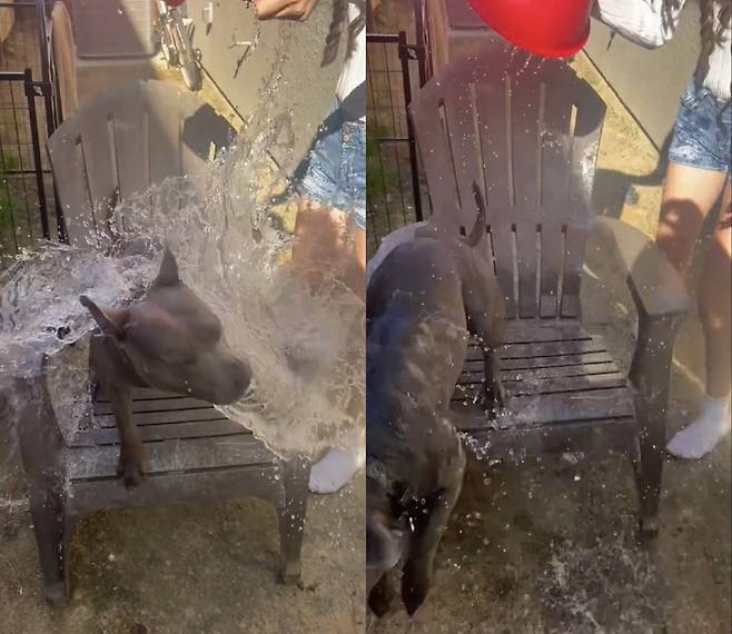 견주가 자신의 반려견에게 얼음물을 붓는 모습 [틱톡 캡처]