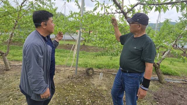 이용희 괴산군농민회 회장(왼쪽)과 권순기씨가 이상 저온현상으로 열매가 제대로 열리지 못한 복숭아 나무 가지를 살펴보며 대책을 의논하고 있다.