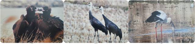▲익산 만경강에서 관찰된 멸종위기종인 독수리(맨 좌측)와 흑두루미, 황새(맨 우측) ⓒ