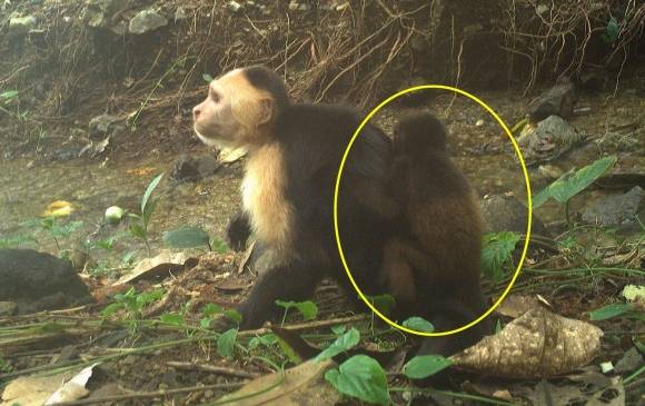 꼬리감는원숭이(capuchin monkey)가 짖는원숭이(Howler monkey)의 새끼를 등에 매달고 있는 모습.  Max Planck Institute of Animal Behavior