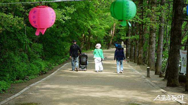 월정사 초입의 전나무숲길. 드라마 ‘도깨비’ 촬영지로 유명해진 산책 명소이다        평창·영월｜김재범 기자 oldfield@donga.com