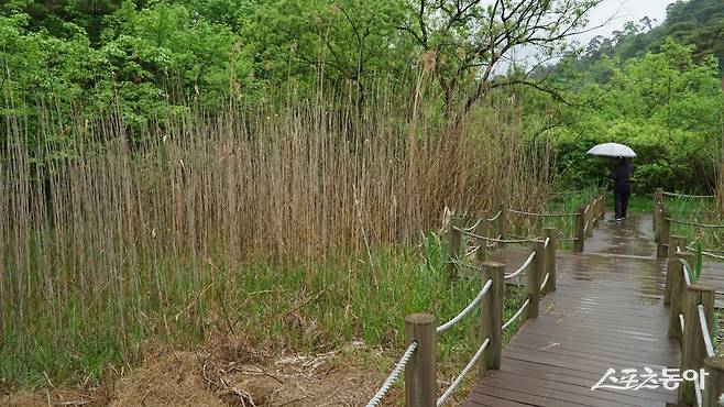 영월의 물무리골생태공원. 단종의 묘 장릉 옆에 있는데 강원 고생대 국가지질공원 중 하나인 내륙습지로 희귀식물과 다양한 야생동물이 서식하는 생태계의 보고다       평창·영월｜김재범 기자 oldfield@donga.com