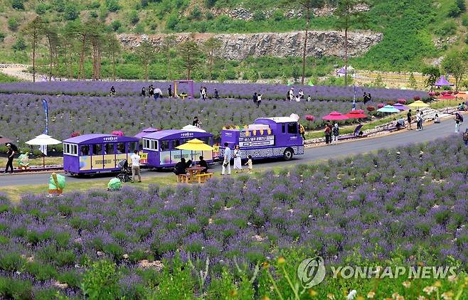 폐광지의 보랏빛 변신…동해 라벤더 축제 [연합뉴스 자료사진]