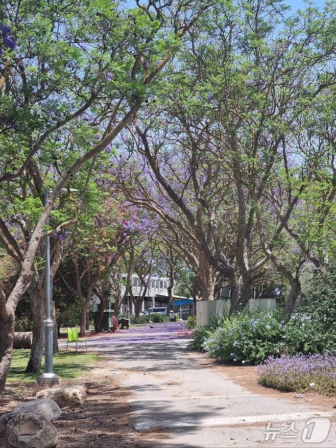 올라의 집 뒷거리. 자카란다 나무에서 떨어진 꽃으로 거리가 보랏빛으로 물들었다.