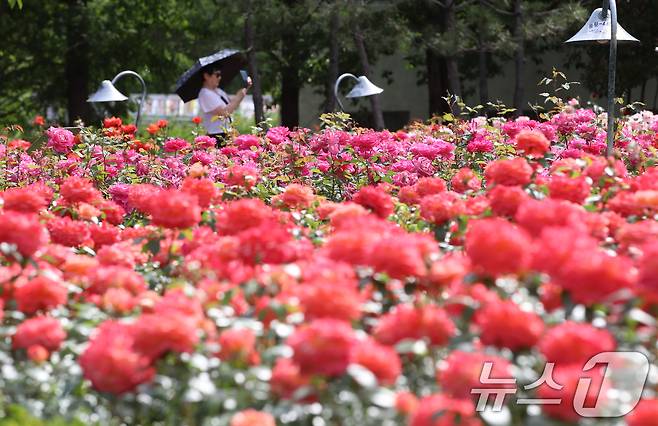 여름 기운이 들기 시작한다는 절기상 소만(小滿)인 21일 부산 기장군 윗골공원에서 양산을 쓴 시민이 형형색색의 장미를 구경하고 있다. 윗골공원에는 세계 여러 장미 77종의 약 3만 주가 식재됐다. 2025.5.21/뉴스1 ⓒ News1 윤일지 기자