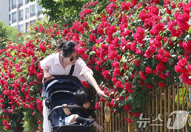 계절의 여왕 5월은 도심 곳곳에 곱게 핀 장미가 자태를 뽐내는 달. 초여름 날씨를 보인 12일 대구 중구 남산동 주택가에서 산책 나온 아기와 엄마가 한 아파트 울타리에 활짝 핀 장미꽃을 감상하고 있다. 2025.5.12/뉴스1 ⓒ News1 공정식 기자