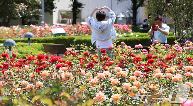 여름 기운이 들기 시작한다는 절기상 소만(小滿)인 21일 부산 기장군 윗골공원에서 시민들이 형형색색의 장미를 구경하고 있다. 윗골공원에는 세계 여러 장미 77종의 약 3만 주가 식재됐다. 2025.5.21/뉴스1 ⓒ News1 윤일지 기자