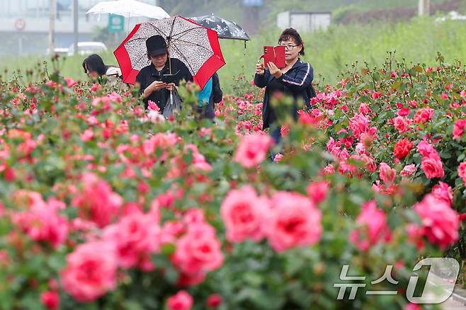 16일 서울 중랑구 중랑장미공원 일대에 '제17회 중랑 서울장미축제'를 맞아 조성된 장미꽃밭에서 시민들이 봄 정취를 만끽하고 있다. 2025.5.16/뉴스1 ⓒ News1 민경석 기자