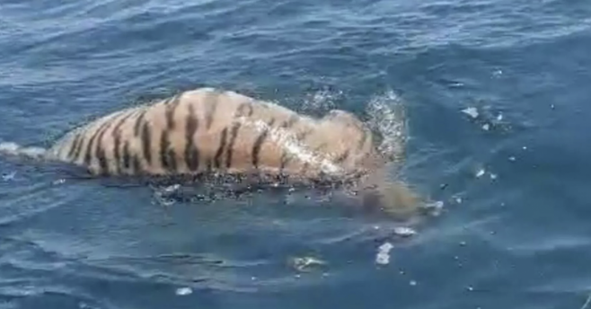 러시아 블라디보스톡 해안에서 시베리아 호랑이 사체가 발견됐다. 텔레그램.