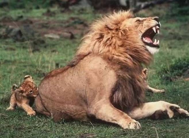 아빠 사자의 엉덩이 깨무는 아기 사자