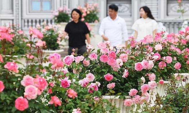 지난 15일 개막한 에버랜드 장미축제 40주년. 연합뉴스