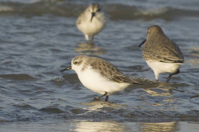 지난 2022년 충남 서천군 장항읍 유부도에서 관찰된 넓적부리도요. 이 새는 전 세계 500~1000마리 정도 남았는데 해마다 서천갯벌과 유부도를 찾는다. 윤순영 한국야생조류보호협회 이사장 제공