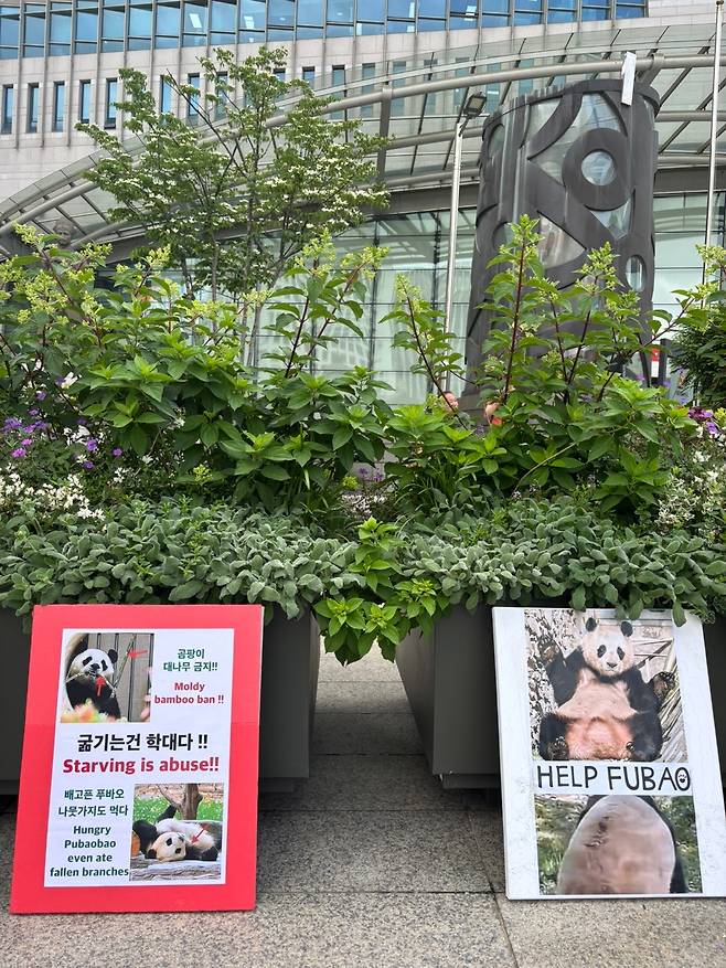 푸바오 살리기 피켓시위[푸바오 살리기 시민연대 제공]
