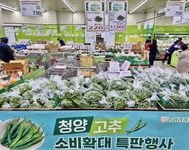농협경제지주는 15일부터 2주간 청양고추 재배 농가를 지원하기 위해 전국 농협하나로마트에서 청양고추를 최대 45% 할인 판매한다. 농협중앙회 제공