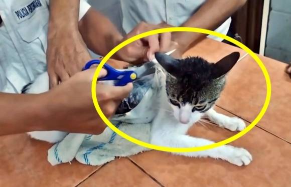 9일(현지시간) 남미 코스타리카 법무부는 지난 6일 리몬 지역 포코치주 교도소에 마약을 밀반입하려던 고양이가 붙잡혔다고 밝혔다. 2025.5.9 코스타리카 법무부