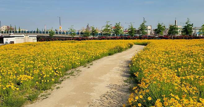 포항운하 금계국꽃길. /포항시 제공
