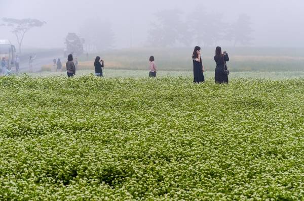 서귀포시 표선면 성읍리 보롬왓을 찾은 관광객들이 짙은 안개로 몽환적인 풍경이 연출된 메밀밭에서 사진 촬영하며 즐거운 시간을 보내고 있다. 고봉수 기자&nbsp;