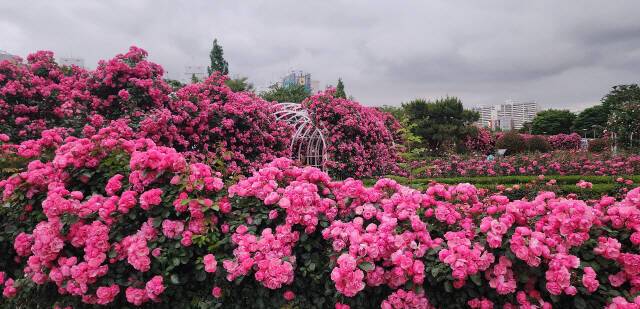 도심 곳곳에 활짝 핀 장미 꽃 /광양시