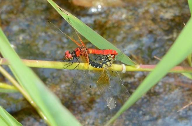 곡성 월봉습지에서 서식이 확인된 명종위기 '한국꼬마잠자리'. 곡성군 제공