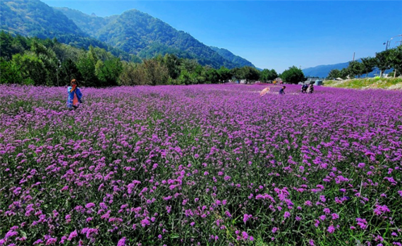 고성 라벤더 축제가 오는 6월5일부터 25일까지 열린다. fn뉴스 DB