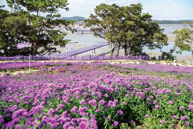 여름철 개화하는 라벤더의 보랏빛 향기가 힐링을 안겨준다. 섬 전체가 보랏빛인 전남 신안 박지도.