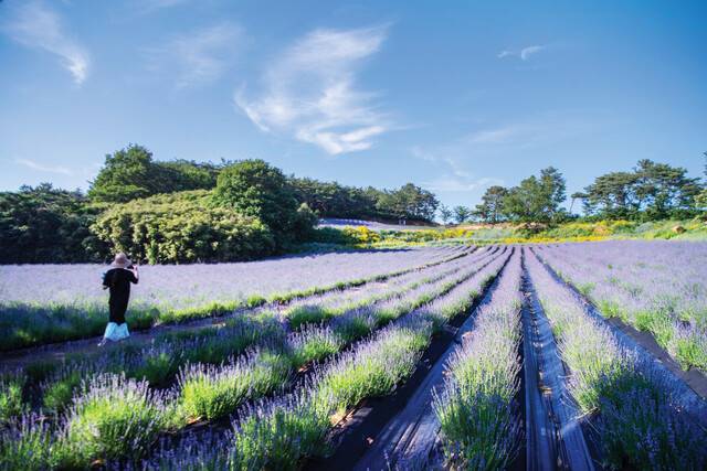 한옥 체험도 할 수 있는 전북 고창 청농원.