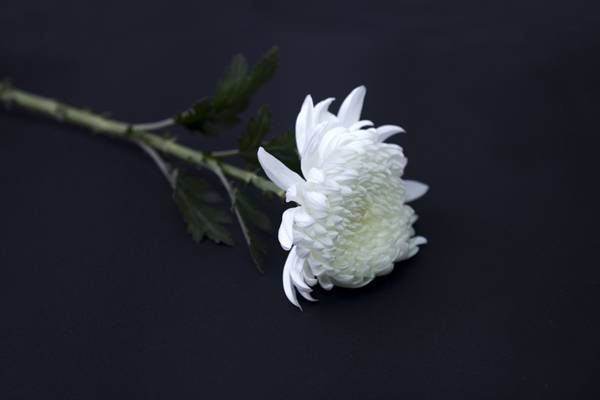 ▲ 국화. 사진=gettyimagesbank