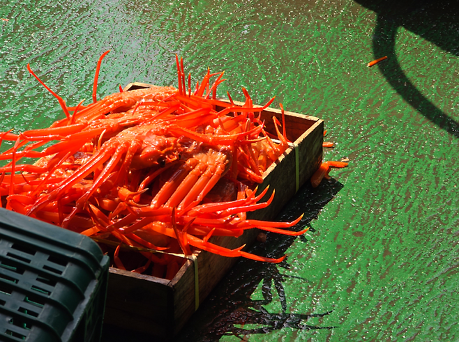 분류 작업을 마친 영덕 홍게 / 사진=김혜성 여행+ 기자