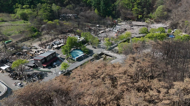 산불 피해가 심했던 경상북도 주왕산 국립공원 내 달기약수터. 침엽수가 주를 이루고 있었다.[그린피스 제공]