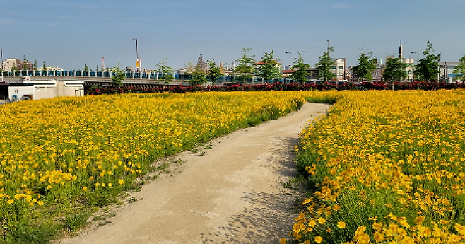 포항운하 산책로에 만개한 금계국. [포항시제공]