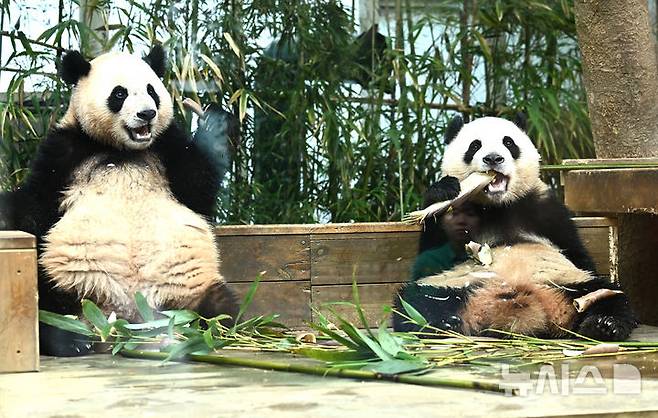 [용인=뉴시스] 김종택 기자 = 생물다양성의 날인 22일 경기 용인시 에버랜드 판다 월드 실내 방사장에서 국내 첫 쌍둥이 판다 루이바오와 후이바오가 먹이를 먹고 있다. 생물다양성의 날은 지난 1992년 유엔환경개발정상회의에서 '생물다양성협약'이 발표된 것을 기념하고 생물종의 중요성과 생태계의 보전을 목적으로 제정된 국제기념일이다. 2025.05.22. jtk@newsis.com