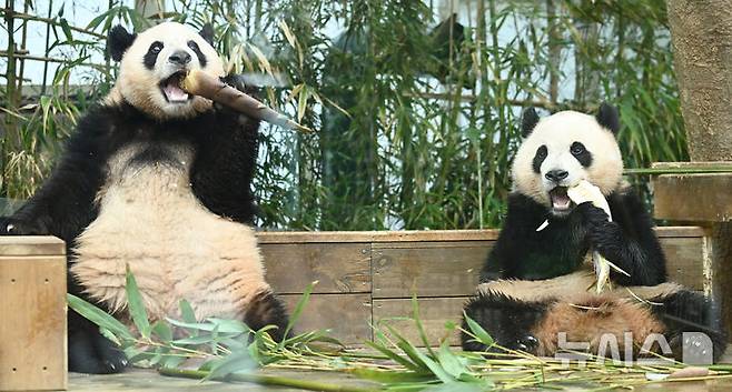 [용인=뉴시스] 김종택 기자 = 생물다양성의 날인 22일 경기 용인시 에버랜드 판다 월드 실내 방사장에서 국내 첫 쌍둥이 판다 루이바오와 후이바오가 먹이를 먹고 있다. 생물다양성의 날은 지난 1992년 유엔환경개발정상회의에서 '생물다양성협약'이 발표된 것을 기념하고 생물종의 중요성과 생태계의 보전을 목적으로 제정된 국제기념일이다. 2025.05.22. jtk@newsis.com