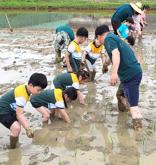 전남 곡성유치원 어린이들이 모내기 체험을 하는 모습. 미실란은 시민사회단체와 손잡고 지역 어린이들을 위한 농업 교육을 진행한다. 미실란