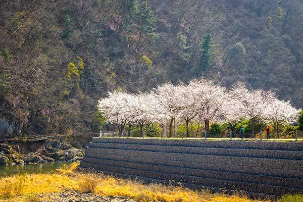 조종천과 벚꽃, 진달래와 호명산이 합심하여 낭만적인 봄날을 완성했다. 청평역에서 호명산 들머리로 이어진 길.