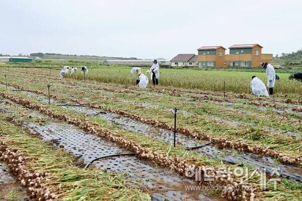 올해 제주산 마늘의 수매가격은 kg당 '4300원'에 시작한다. 사진은 22일 제주시의 마늘 수확작업 일손돕기 현장 모습.&nbsp;