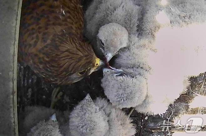 (대전=뉴스1) 이동원 기자 = 현대제철 당진제철소 화성공장에 천연기념물(제323-8호) 황조롱이가 둥지를 틀고 번식에 성공해 눈길을 끌고 있다. (현대제철 제공.재판매 및 DB금지)2025.5.23/뉴스1