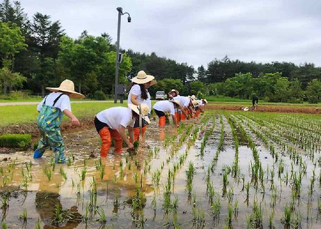 지난해 진행한 모내기 행사(사진=국가유산청)