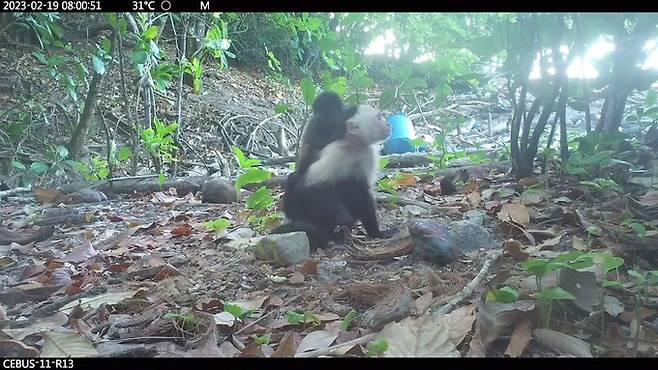 대부분의 고함원숭이 새끼들이 처음엔 건강해 보였지만, 시간이 지날수록 상태가 악화됐다. 아기를 잃어버린 성체 고함원숭이들의 울음소리가 카메라 화면 밖에서 30분 넘게 이어지기도 했다. 조이 골즈버러/막스플랑크동물행동연구소 제공