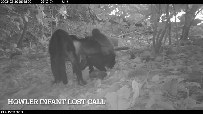 대부분의 고함원숭이 새끼들이 처음엔 건강해 보였지만, 시간이 지날수록 상태가 악화됐다. 아기를 잃어버린 성체 고함원숭이들의 울음소리가 카메라 화면 밖에서 30분 넘게 이어지기도 했다. 조이 골즈버러/막스플랑크동물행동연구소 제공