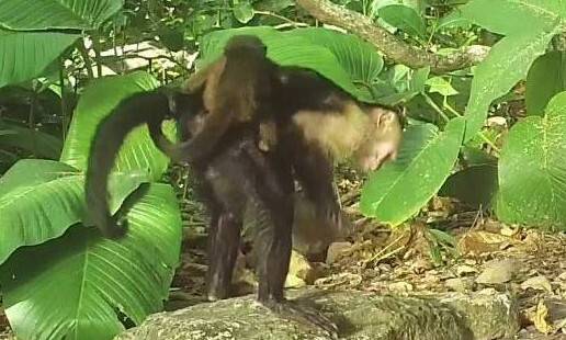 파나마 코이바국립공원 히카론 섬에서 수컷 흰머리카푸친들이 새끼 고함원숭이를 납치해 데리고 다니는 모습이 관찰됐다. 조이 골즈버러/막스플랑크동물행동연구소 제공