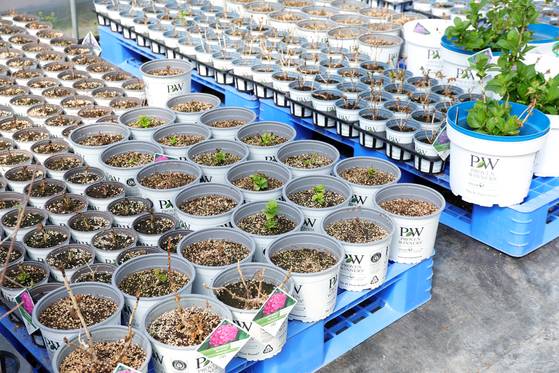 정아란 대표가 운영하는 경기도 안성시 핑크가든. 장진영 기자