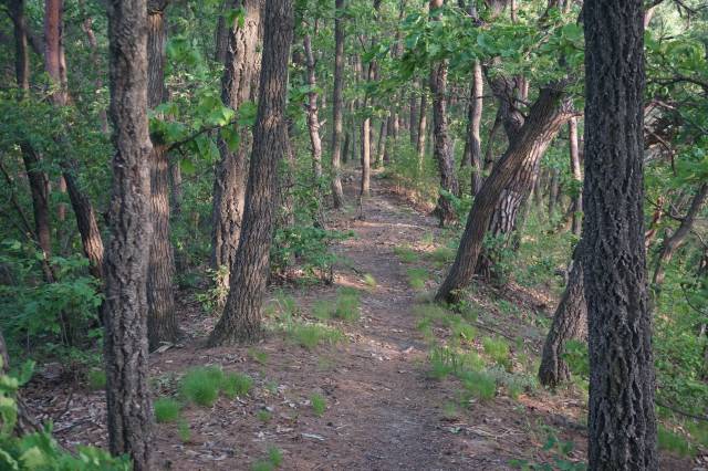 ▲ 오랜 적송이 운치 있는 명봉산