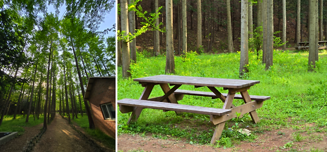 벌영리 메타세쿼이아숲 / 사진=김혜성 여행+ 기자