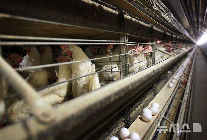 [아이오와=AP/뉴시스]2009년 11월 16일 미국 아이오와주 한 양계장에서 닭 들이 늘어서 있는 모습. 2025.05.17.